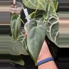 plant/Ace of spades x xone-0-thumbnail