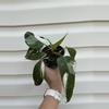 plant/Philodendron White Princess Babies-1-thumbnail