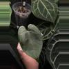 plant/Black sweet x red Gunsal-1-thumbnail