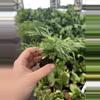 plant/Eyelash fern starter plant growers choice-3-thumbnail