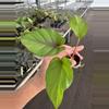 plant/Adelonema red velvet starter plant growers choice-3-thumbnail
