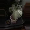 plant/Venom momma AND sprouting corm!-2-thumbnail