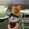 plant/Black sweet x red gunsal-0-thumbnail