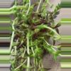 plant/Crassula Shark Tooth Succulent-1-thumbnail