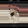 plant/Corm shattered glass alacasia-3-thumbnail