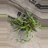 plant/Crassula Shark Tooth Succulent-2-thumbnail