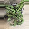 plant/Crassula Rupestris (Baby Necklace) Succulent-0-thumbnail