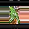 plant/Corm shattered glass alacasia-1-thumbnail