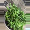 plant/Sedum Rubrotinctum (Jelly Bean Plant) Succulent-3-thumbnail