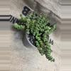 plant/Crassula Rupestris (Baby Necklace) Succulent-1-thumbnail