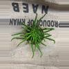 plant/Euphorbia Flanaganii Medusa-2-thumbnail