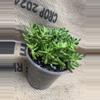 plant/Sedum Rubrotinctum (Jelly Bean Plant) Succulent-2-thumbnail