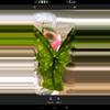 plant/Corm shattered glass alacasia-2-thumbnail