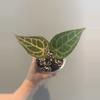 plant/Anthurium Michelle-0-thumbnail