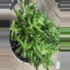 plant/Sedum Rubrotinctum (Jelly Bean Plant) Succulent-0-thumbnail