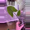 plant/Reverted variegated Alocasia Black Stem-0-thumbnail