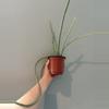 plant/senecio pickle plant-0-thumbnail