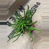 plant/Euphorbia Flanaganii Medusa-0-thumbnail