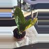 plant/0012 Anthurium Superbum-0-thumbnail