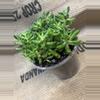 plant/Sedum Rubrotinctum (Jelly Bean Plant) Succulent-1-thumbnail