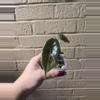 plant/Alocasia azlanii-1-thumbnail