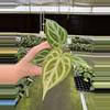 plant/Seed grown anthurium minahasa x red crystallinum (indo) starter plant growers ch-2-thumbnail