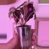 plant/Alocasia Pink Amazonica - STUNNING 😍-2-thumbnail