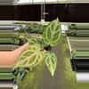 plant/Seed grown anthurium minahasa x red crystallinum (indo) starter plant growers ch-5-thumbnail