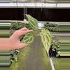 plant/Seed grown anthurium minahasa x red crystallinum (indo) starter plant growers ch-4-thumbnail