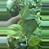plant/Variegated Heart leaf philodendron-1-thumbnail