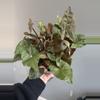 plant/Syngonium Maria allusion-0-thumbnail