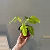 plant/Golden Xanadu-0-thumbnail