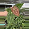 plant/Seed grown anthurium ferrari x pap (indo) starter plant growers choice-1-thumbnail