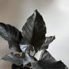 plant/Alocasia Antoro Velvet 6" Pot-0-thumbnail