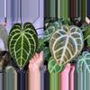 plant/Seed grown anthurium minahasa x red crystallinum (indo) starter plant growers ch-0-thumbnail