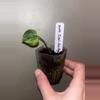 plant/Anthurium Clari-dactyl x open seedling-0-thumbnail