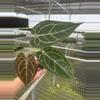 plant/Seed grown anthurium dressleri (indo) x silver mask starter plant growers choic-4-thumbnail