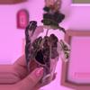 plant/Alocasia Pink Amazonica - STUNNING 😍-1-thumbnail