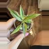 plant/Starter Ring of Fire - gorgeous variegation!-0-thumbnail