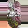 free_shipping/Buyer’s Choice of Corm ***ADD ON ONLY*** (NOT listing for corm itself)***-0-thumbnail