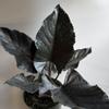 plant/Alocasia Antoro Velvet 6" Pot-1-thumbnail