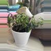 plant/Goldfish Plant-2-thumbnail