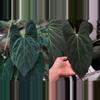 plant/Seed grown anthurium fort sherman x legend starter plant growers choice-0-thumbnail