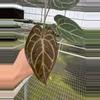 plant/Seed grown anthurium dressleri (indo) x silver mask starter plant growers choic-0-thumbnail