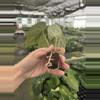 plant/Seed grown anthurium fort sherman x legend starter plant growers choice-7-thumbnail