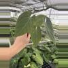 plant/Seed grown anthurium fort sherman x legend starter plant growers choice-3-thumbnail