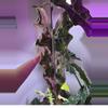 plant/Alocasia Psuedo Pink - CORM #4-2-thumbnail