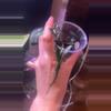 plant/Alocasia Loco-0-thumbnail