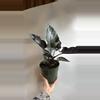plant/Alocasia Antoro Velvet 6" Pot-2-thumbnail