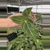 plant/Seed grown anthurium ferrari x pap (indo) starter plant growers choice-4-thumbnail